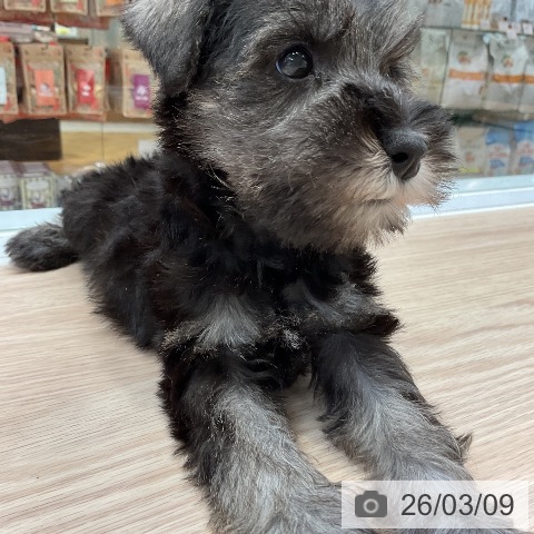 ミニチュア・シュナウザーの写真