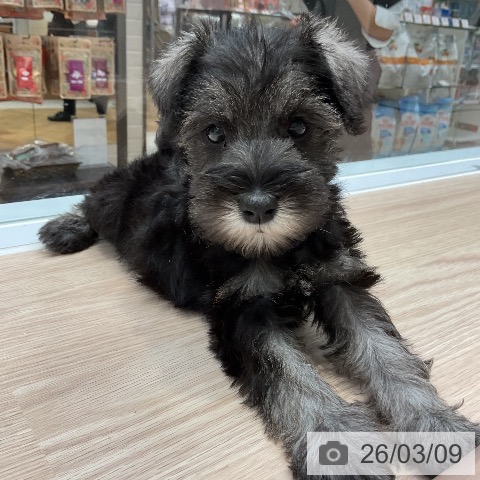 ミニチュア・シュナウザーの写真