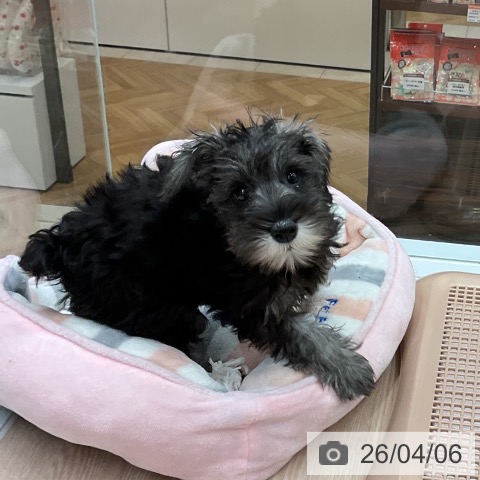 大阪府のミニチュアシュナウザー (ペットプラス ららぽーと和泉店/2026年1月7日生まれ/女の子/ソルトペッパー)の子犬の3枚目の画像