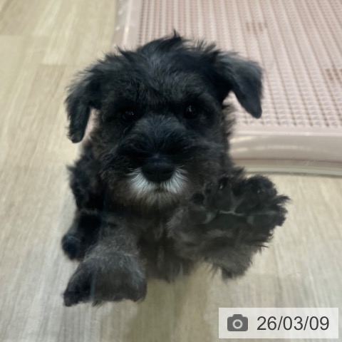 ミニチュア・シュナウザーの写真