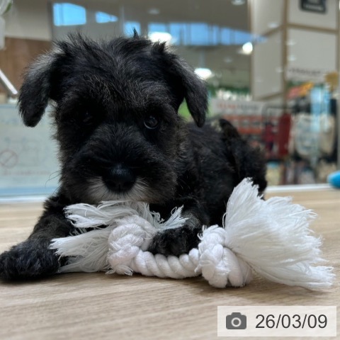 ミニチュア・シュナウザーの写真