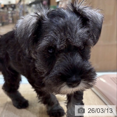 ミニチュア・シュナウザーの写真