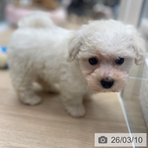 京都府のビションフリーゼ (ペットプラス 京都桂川店/2026年1月3日生まれ/女の子/ホワイト)の子犬の4枚目の画像