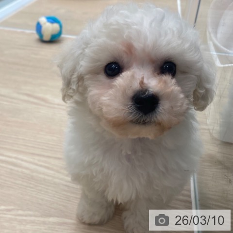 京都府のビションフリーゼ (ペットプラス 京都桂川店/2026年1月3日生まれ/女の子/ホワイト)の子犬の3枚目の画像