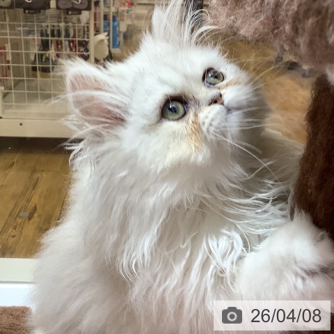 ペルシャの写真