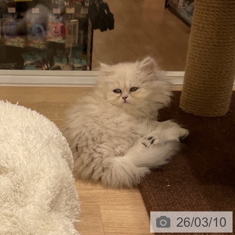 沖縄県のペルシャ (ペットプラス 南風原店/2026年1月7日生まれ/女の子/チンチラシルバー)の子猫の4枚目の画像