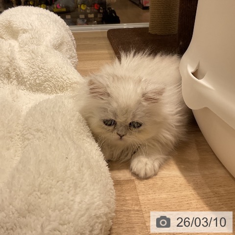 沖縄県のペルシャ (ペットプラス 南風原店/2026年1月7日生まれ/女の子/チンチラシルバー)の子猫の3枚目の画像