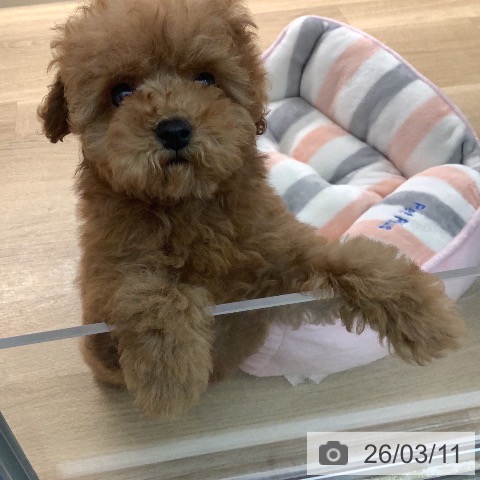 トイ・プードルの写真