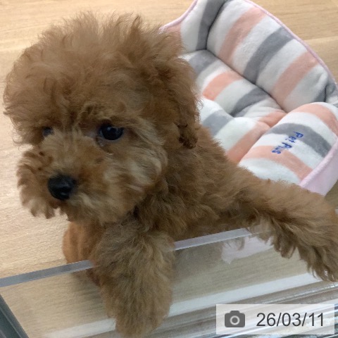 トイ・プードルの写真