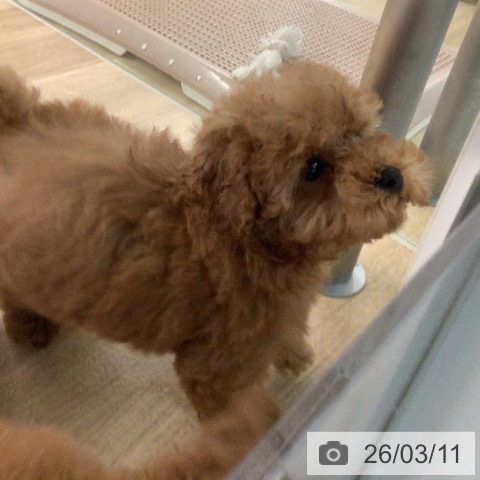 トイ・プードルの写真