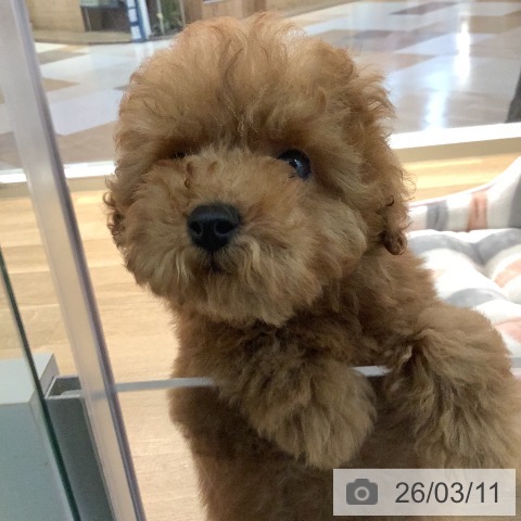 トイ・プードルの写真