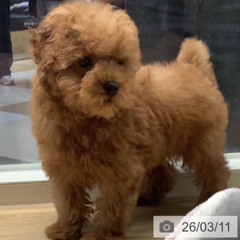 トイ・プードルの写真