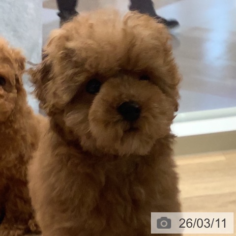 トイ・プードルの写真