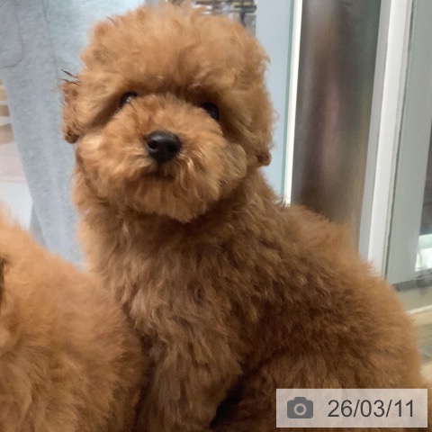 トイ・プードルの写真