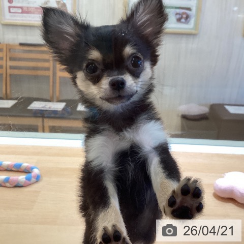 鹿児島県のチワワ(ロング) (ペットプラス 姶良店/2026年1月6日生まれ/女の子/ブラックタン)の子犬の3枚目の画像