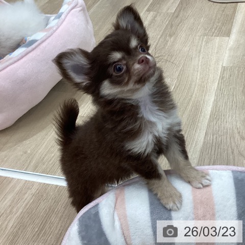 岐阜県のチワワ(ロング) (ペットプラス 光ケ丘店/2026年1月6日生まれ/女の子/チョコレートタン)の子犬の4枚目の画像