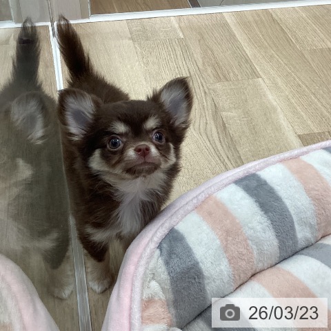 岐阜県のチワワ(ロング) (ペットプラス 光ケ丘店/2026年1月6日生まれ/女の子/チョコレートタン)の子犬の3枚目の画像