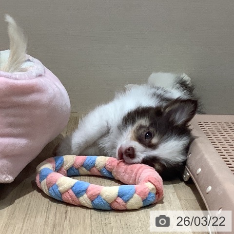 福岡県のチワワ(ロング) (ペットプラス 小倉南店/2026年1月6日生まれ/男の子/ホワイトチョコレートタン)の子犬の4枚目の画像