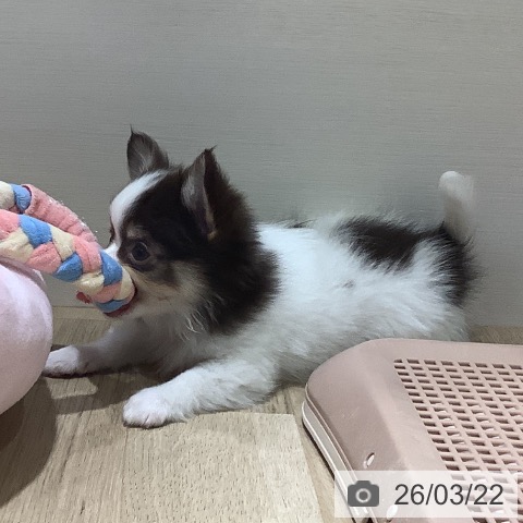 福岡県のチワワ(ロング) (ペットプラス 小倉南店/2026年1月6日生まれ/男の子/ホワイトチョコレートタン)の子犬の3枚目の画像