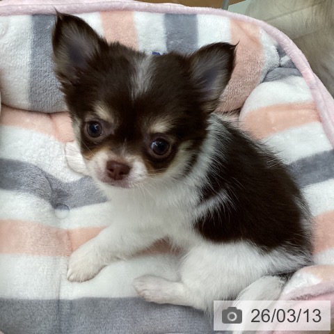 チワワの写真