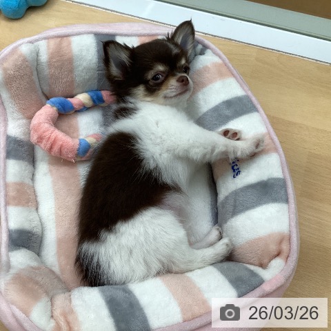 福岡県のチワワ(ロング) (ペットプラス 黒崎店/2026年1月6日生まれ/男の子/チョコレートタンホワイト)の子犬の4枚目の画像