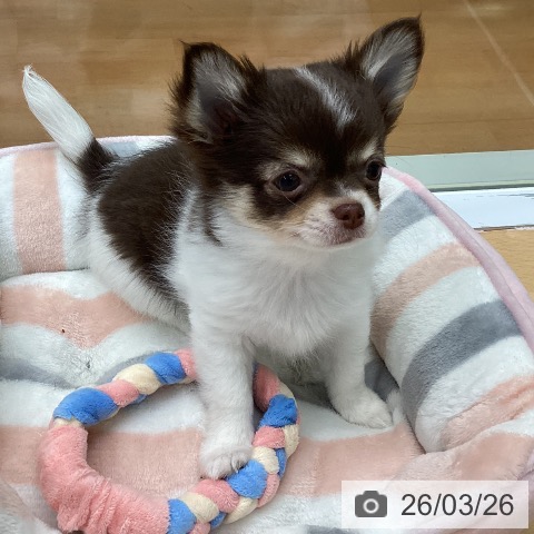 福岡県のチワワ(ロング) (ペットプラス 黒崎店/2026年1月6日生まれ/男の子/チョコレートタンホワイト)の子犬の3枚目の画像