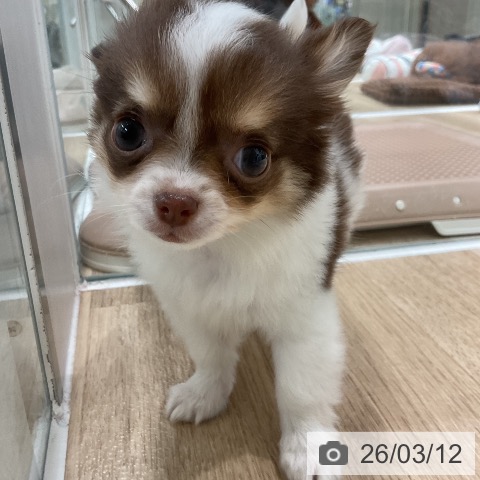 チワワの写真