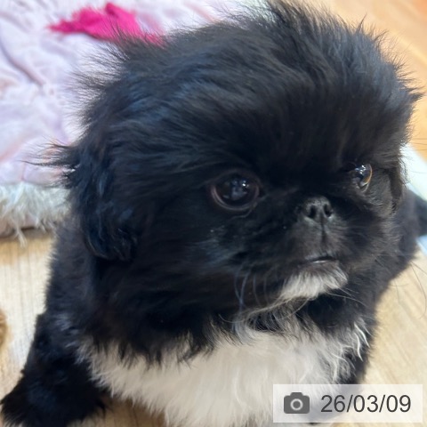 ペキニーズの写真