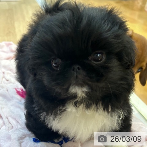 ペキニーズの写真