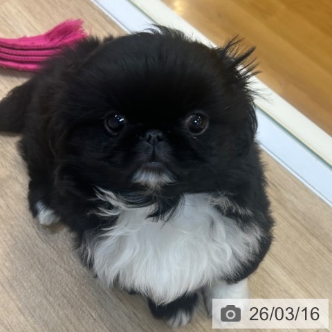 京都府のペキニーズ (ペットプラス イオンモールKYOTO店/2026年1月7日生まれ/男の子/ブラックホワイト)の子犬の3枚目の画像
