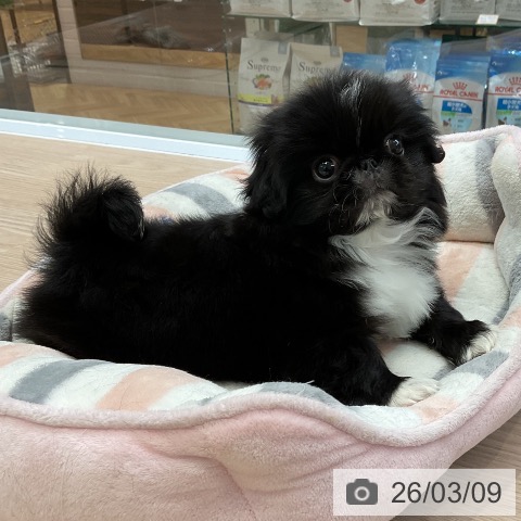 ペキニーズの写真