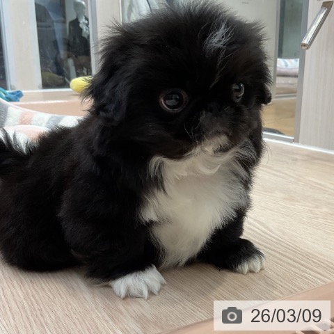 ペキニーズの写真