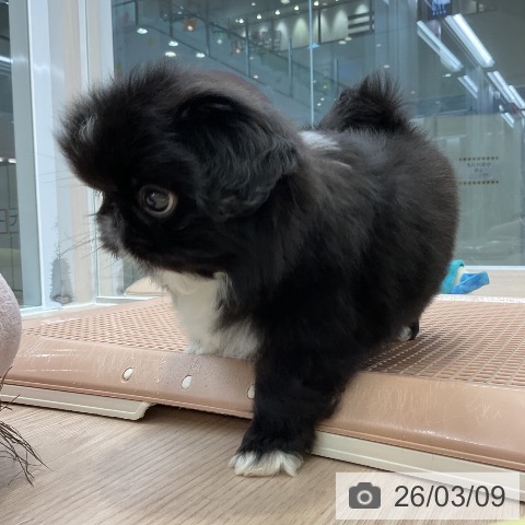 ペキニーズの写真