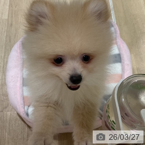 福岡県のポメラニアン (ペットプラス 小倉南店/2026年1月6日生まれ/男の子/クリーム)の子犬の4枚目の画像