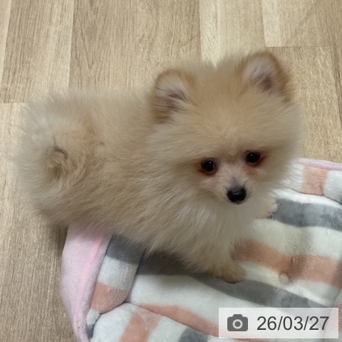 福岡県のポメラニアン (ペットプラス 小倉南店/2026年1月6日生まれ/男の子/クリーム)の子犬の3枚目の画像