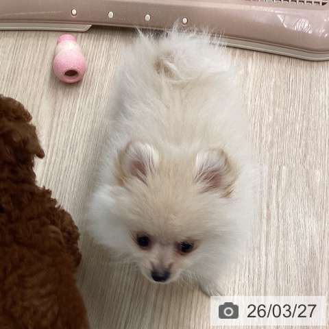 長崎県のポメラニアン (ペットプラス 長崎店/2026年1月6日生まれ/女の子/クリーム)の子犬の4枚目の画像
