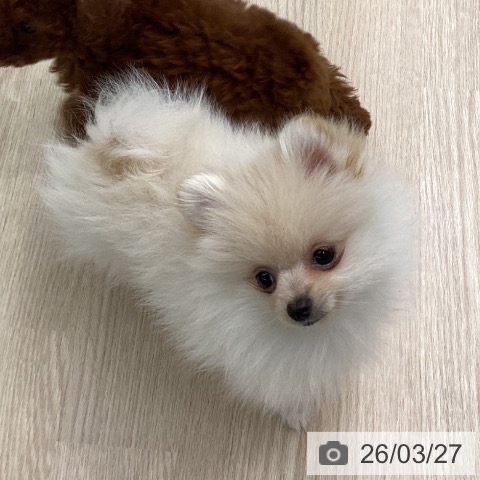 長崎県のポメラニアン (ペットプラス 長崎店/2026年1月6日生まれ/女の子/クリーム)の子犬の3枚目の画像