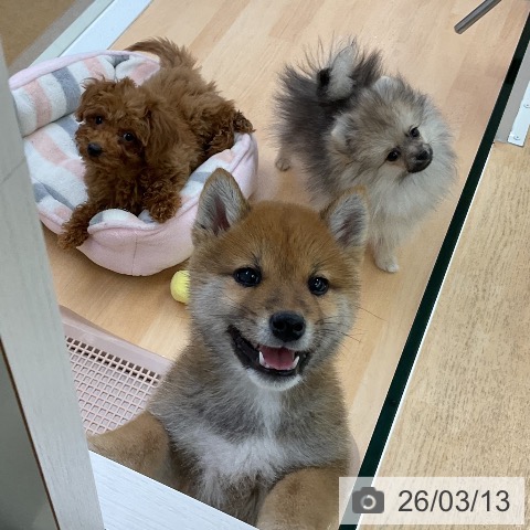 ポメラニアンの写真