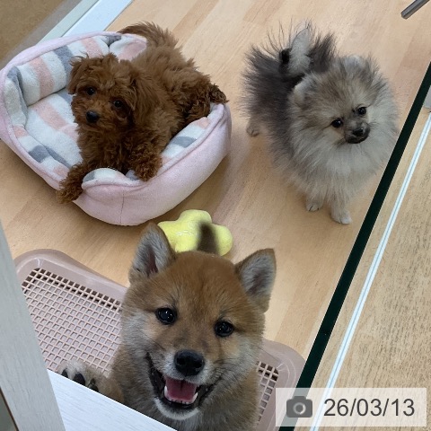 ポメラニアンの写真