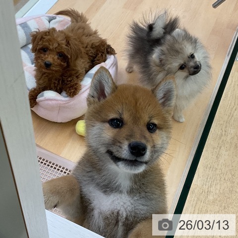 ポメラニアンの写真