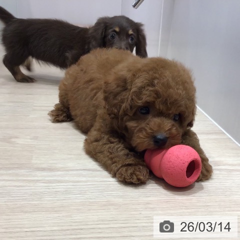 沖縄県のトイプードル(トイ) (ペットプラス 沖縄ライカム店/2026年1月5日生まれ/男の子/レッド)の子犬の4枚目の画像