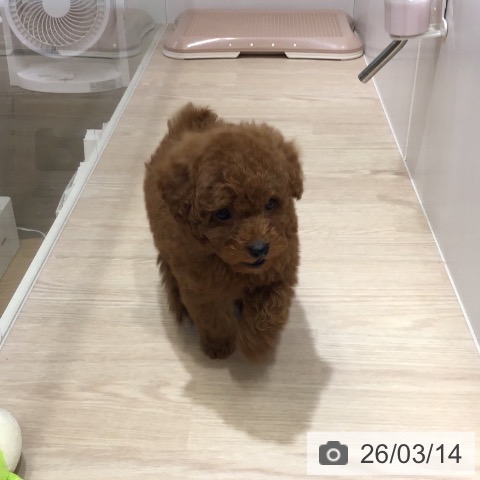 沖縄県のトイプードル(トイ) (ペットプラス 沖縄ライカム店/2026年1月5日生まれ/男の子/レッド)の子犬の3枚目の画像