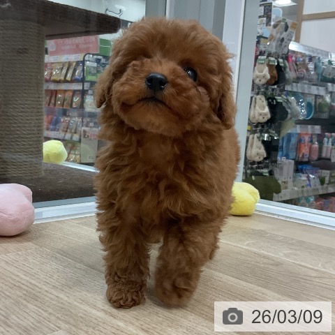 トイ・プードルの写真