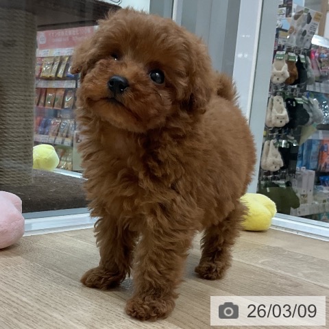 トイ・プードルの写真