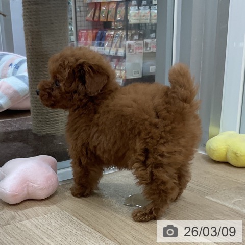 トイ・プードルの写真