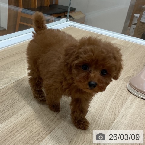 トイ・プードルの写真