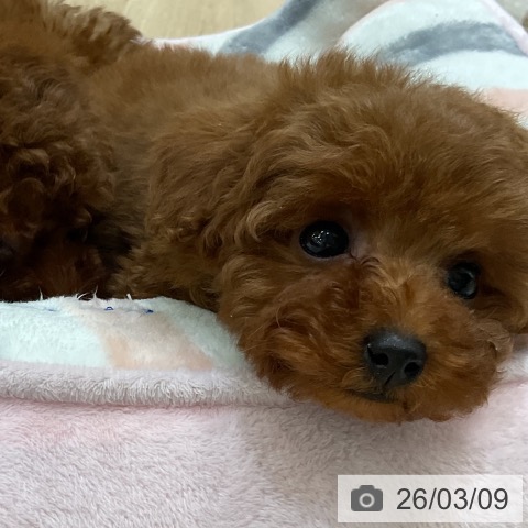 トイ・プードルの写真