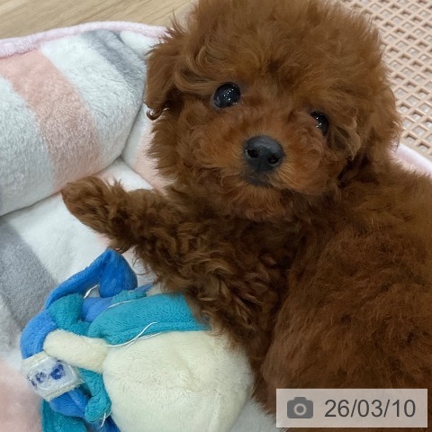 トイ・プードルの写真