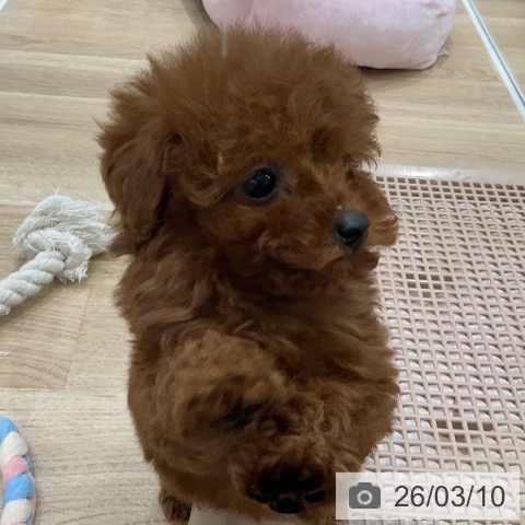 トイ・プードルの写真