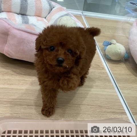 トイ・プードルの写真